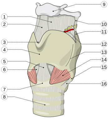 Larynx.png